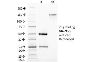 Image no. 1 for anti-Mastermind-Like 3 (MAML3) antibody (ABIN6940389)