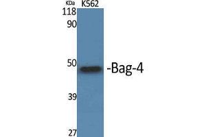 Image no. 2 for anti-BCL2-Associated Athanogene 4 (BAG4) (C-Term) antibody (ABIN3183471)