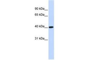 Image no. 1 for anti-Transcription Factor B1, Mitochondrial (TFB1M) (AA 36-85) antibody (ABIN6742485)