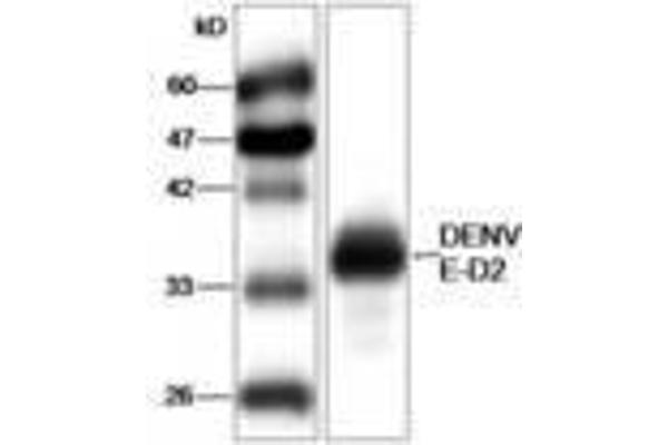anti-Dengue Virus Type 2 (DENV2) (AA 52-280) antibody