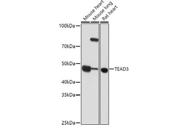 TEAD3 antibody  (AA 130-330)