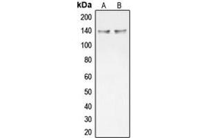 COL20A1 antibody  (C-Term)