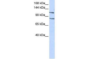 Image no. 1 for anti-CCAAT/enhancer Binding Protein (C/EBP), zeta (CEBPZ) (Middle Region) antibody (ABIN927730)