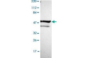 Image no. 2 for anti-UDP-GlcNAc:BetaGal beta-1,3-N-Acetylglucosaminyltransferase 2 (B3GNT2) antibody (ABIN5649794)