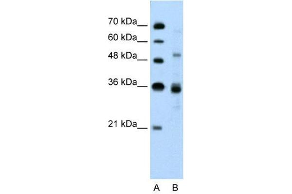 anti-CUGBP, Elav-Like Family Member 3 (CELF3) (N-Term) antibody