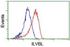 Image no. 16 for anti-IlvB (Bacterial Acetolactate Synthase)-Like (ILVBL) antibody (ABIN1498878)