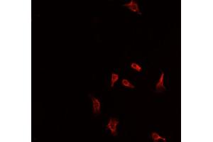 Image no. 4 for anti-Nuclear Factor (erythroid-Derived 2)-Like 2 (NFE2L2) (N-Term) antibody (ABIN6263730)