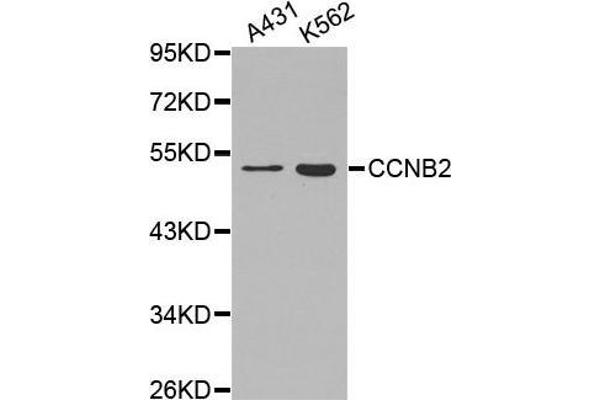Cyclin B2 抗体  (AA 1-100)