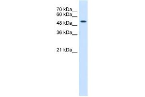 Image no. 2 for anti-Keratin 8 (KRT8) (N-Term) antibody (ABIN2777112)