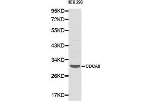 Image no. 1 for anti-Cell Division Cycle Associated 8 (CDCA8) antibody (ABIN3021045)