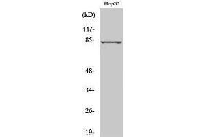 Image no. 1 for anti-Adrenergic, Beta, Receptor Kinase 2 (ADRBK2) (Internal Region) antibody (ABIN3184944)