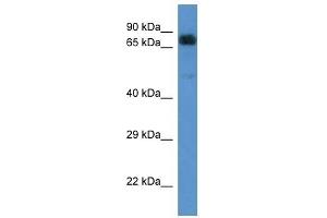 Image no. 1 for anti-Acyl-CoA Dehydrogenase Family, Member 9 (ACAD9) (C-Term) antibody (ABIN926603)