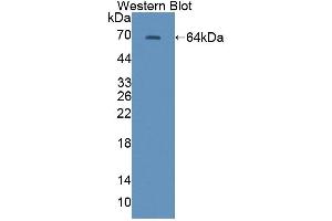 CABIN1 antibody  (AA 23-288)