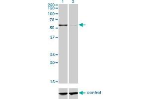 Image no. 4 for anti-Copine I (CPNE1) (AA 111-210) antibody (ABIN563877)
