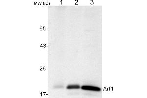 Image no. 2 for anti-ADP-Ribosylation Factor 1 (ARF1) antibody (ABIN2688655)