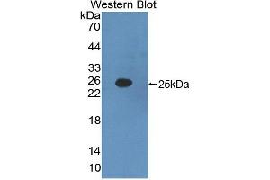 Image no. 1 for anti-Interferon, alpha 2 (IFNA2) (AA 24-192) antibody (ABIN5013763)