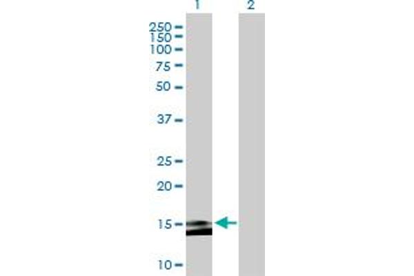 anti-Membrane-Spanning 4-Domains, Subfamily A, Member 15 (MS4A15) (AA 1-147) antibody