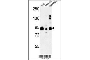 Image no. 1 for anti-SH3-Domain GRB2-Like (Endophilin) Interacting Protein 1 (SGIP1) (N-Term) antibody (ABIN2502558)