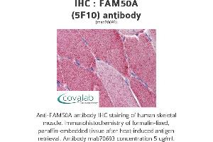 Image no. 1 for anti-Family with Sequence Similarity 50, Member A (FAM50A) (AA 1-89) antibody (ABIN1723550)
