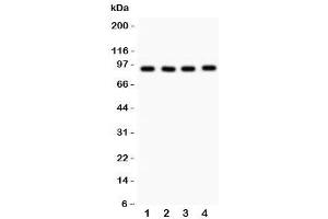 Image no. 1 for anti-Valosin Containing Protein (VCP) (AA 732-760) antibody (ABIN3029568)