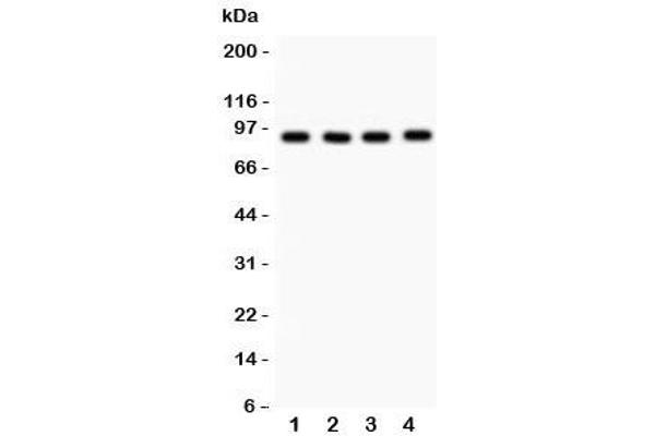VCP antibody  (AA 732-760)