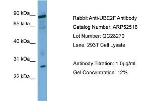 Image no. 2 for anti-Ubiquitin-Conjugating Enzyme E2F (UBE2F) (Middle Region) antibody (ABIN2784962)
