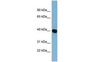 Image no. 1 for anti-Chromosome 14 Open Reading Frame 148 (C14orf148) (AA 179-228) antibody (ABIN6742128)