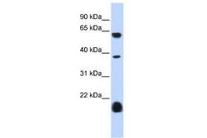 Image no. 1 for anti-Serotonin Receptor 3E (HTR3E) (AA 360-409) antibody (ABIN6740429)