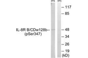 Western blot analysis of extracts from NIH-3T3 cells treated with PMA 125ng/ml 30', using IL-8R beta/CDw128 beta (Phospho-Ser347) Antibody.