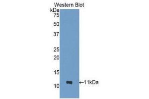 Image no. 1 for anti-Nucleobindin 2 (NUCB2) (AA 25-104) antibody (ABIN1860073)