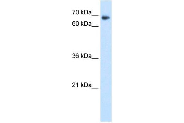 TAF6 Antikörper  (N-Term)