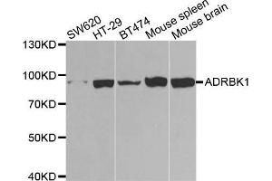 Image no. 1 for anti-Adrenergic, Beta, Receptor Kinase 1 (ADRBK1) antibody (ABIN3022346)