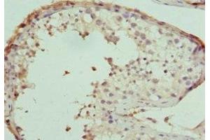 Immunohistochemistry of paraffin-embedded human testis tissue using ABIN7157933 at dilution of 1:100