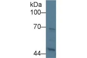 Image no. 1 for anti-Kininogen 1 (KNG1) (AA 19-380) antibody (ABIN1862824)