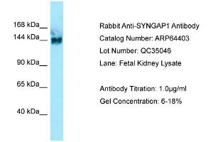 Image no. 1 for anti-Synaptic Ras GTPase Activating Protein 1 (SYNGAP1) (C-Term) antibody (ABIN2789829)