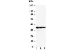Image no. 1 for anti-Erythropoietin (EPO) (AA 1-166) antibody (ABIN3030866)
