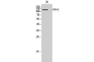 Image no. 1 for anti-Ubiquitin Specific Peptidase 43 (USP43) (N-Term) antibody (ABIN3187436)