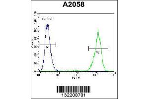 Image no. 1 for anti-RAB10, Member RAS Oncogene Family (RAB10) (Center) antibody (ABIN2496047)