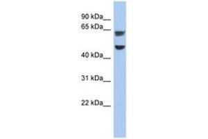 Image no. 1 for anti-Zona Pellucida Glycoprotein 1 (ZP1) (C-Term) antibody (ABIN6743945)