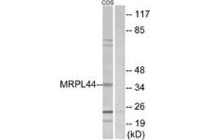 Image no. 1 for anti-Mitochondrial Ribosomal Protein L44 (MRPL44) (AA 221-270) antibody (ABIN1534531)