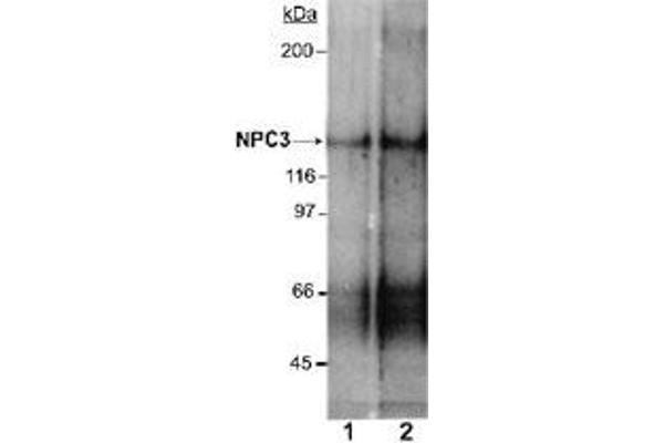 NPC1L1 Antikörper