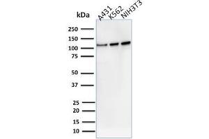 Image no. 4 for anti-Vinculin (VCL) (AA 174-322) antibody (ABIN6940866)