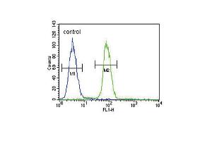 Image no. 1 for anti-S100 Calcium Binding Protein B (S100B) antibody (ABIN2501893)