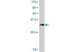 COMMD5 antibody  (AA 125-224)