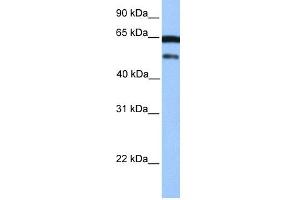 anti-Zinc Finger and SCAN Domain Containing 5B (ZSCAN5B) (C-Term) antibody