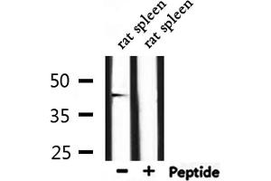 Image no. 1 for anti-GATA Binding Protein 6 (GATA6) antibody (ABIN6257236)