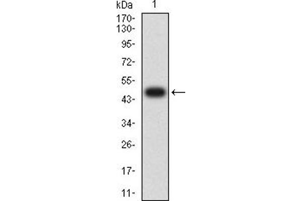 FOLR1 Antikörper  (AA 41-227)