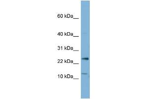 Image no. 1 for anti-Protein Phosphatase 1, Regulatory (Inhibitor) Subunit 11 (PPP1R11) (N-Term) antibody (ABIN2783353)