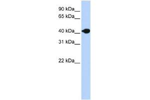Image no. 1 for anti-Deoxyribonuclease II beta (DNASE2B) (N-Term) antibody (ABIN2775490)