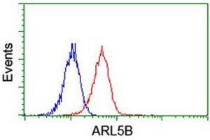 Image no. 1 for anti-ADP-Ribosylation Factor-Like 5B (ARL5B) antibody (ABIN1496721)